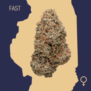 High Quality Feminized Hybrid Fast flowering Afghan Skunk Fast Version Cannabis Seeds Close Up min