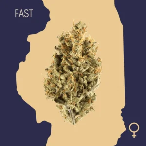 High Quality Feminized Hybrid Fast flowering Black Jack Fast Version Cannabis Seeds Close Up min