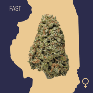 High Quality Feminized Hybrid Fast flowering Blue Diesel Fast Version Cannabis Seeds Close Up min