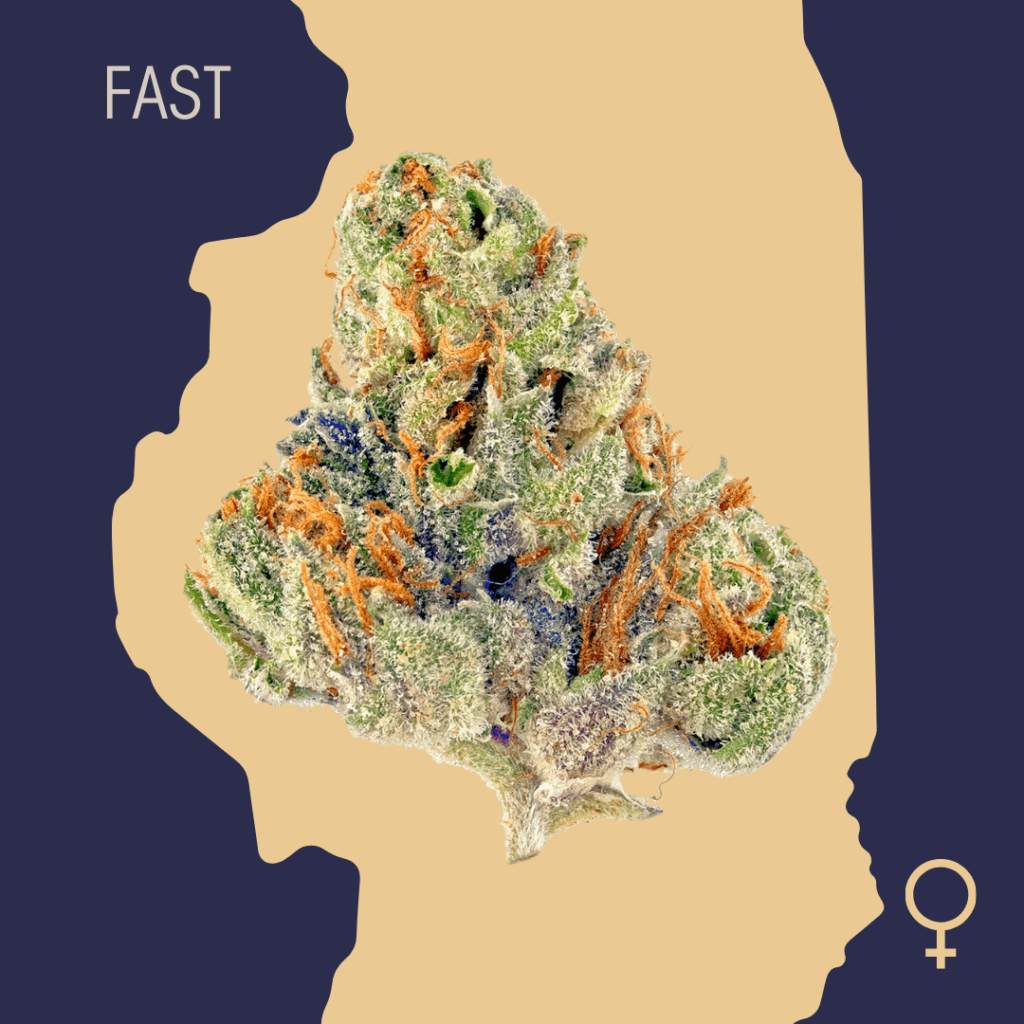 High Quality Feminized Hybrid Fast flowering Blue Venom Fast Version Cannabis Seeds Close Up min