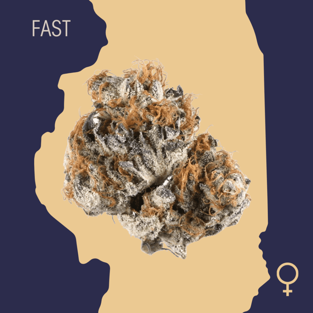 High Quality Feminized Hybrid Fast flowering Early Skunk Fast Version Cannabis Seeds Close Up min