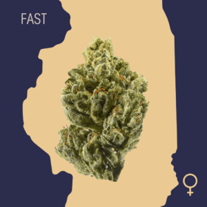 High Quality Feminized Hybrid Fast flowering Green Ribbon Fast Version Cannabis Seeds Close Up min
