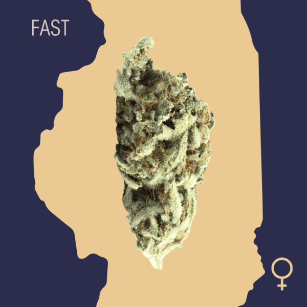 High Quality Feminized Hybrid Fast flowering Lavender Fast Version Cannabis Seeds Close Up min