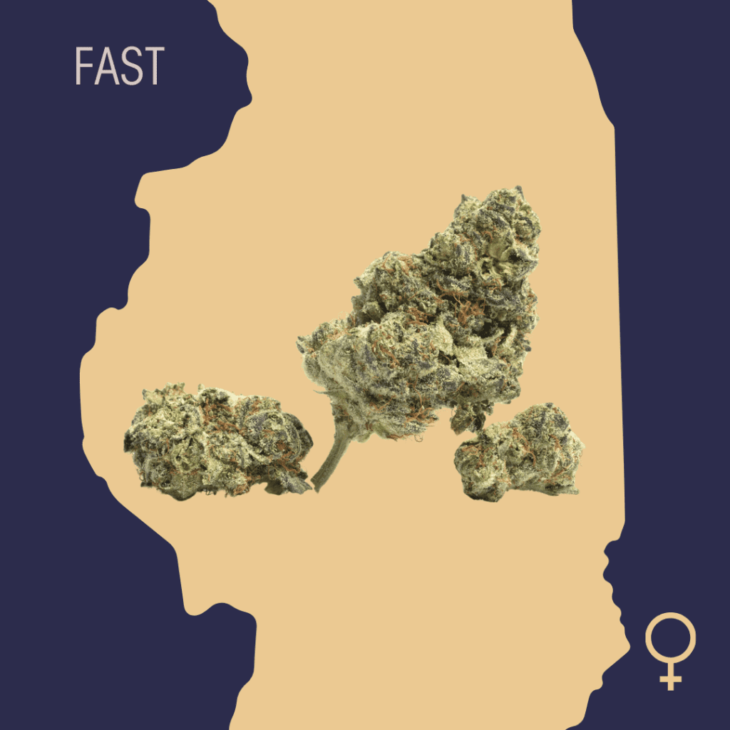 High Quality Feminized Hybrid Fast flowering Lemon Skunk Fast Version Cannabis Seeds Close Up min