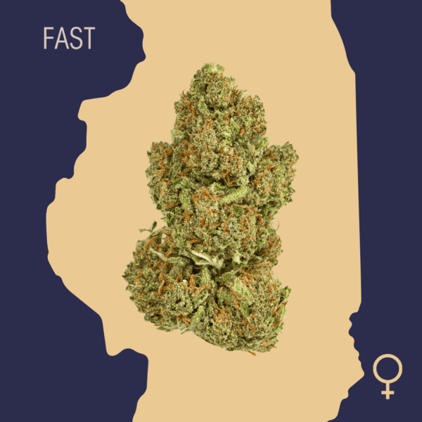 High Quality Feminized Hybrid Fast flowering Northern Lights x Skunk Fast Version Cannabis Seeds Close Up min