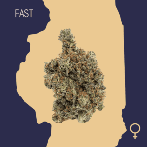 High Quality Feminized Hybrid Fast flowering Purple Trainwreck Fast Version Cannabis Seeds Close Up min