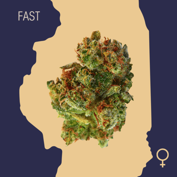 High Quality Feminized Hybrid Fast flowering White Fire OG Fast Version Cannabis Seeds Close Up min