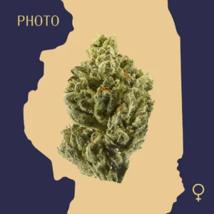 High Quality Feminized Hybrid OG Kush Cannabis Seeds Close Up min