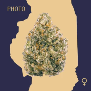 High Quality Feminized Hybrid Photoperiod AK 47 Cannabis Seeds Close Up min