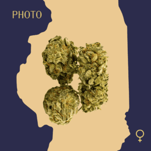 High Quality Feminized Hybrid Photoperiod AK 48 Cannabis Seeds Close Up min