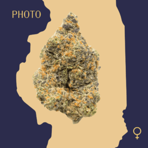 High Quality Feminized Hybrid Photoperiod Bruce Banner Cannabis Seeds Close Up min