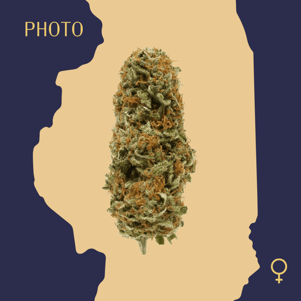 High Quality Feminized Hybrid Photoperiod Cheese Cannabis Seeds Close Up min