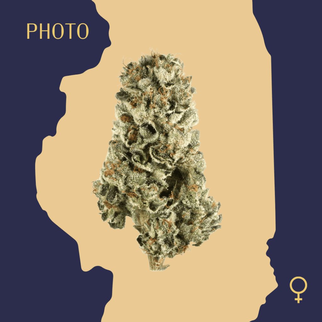 High Quality Feminized Hybrid Photoperiod Cherry Pie Cannabis Seeds Close Up min