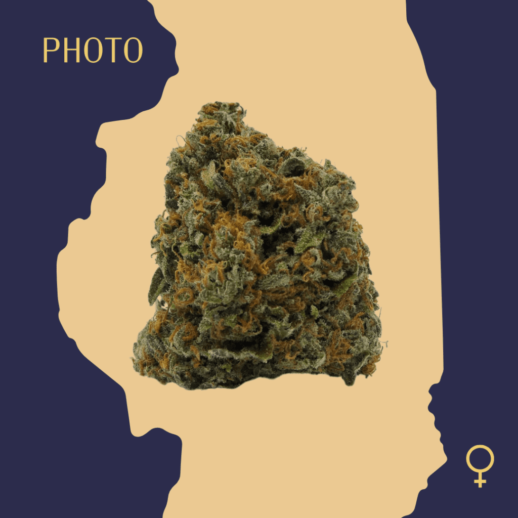 High Quality Feminized Hybrid Photoperiod Critical Kush Cannabis Seeds Close Up min