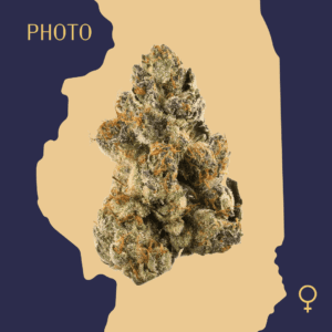 High Quality Feminized Hybrid Photoperiod Gelato Cannabis Seeds Close Up min