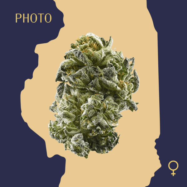 High Quality Feminized Hybrid Photoperiod Girl Scout Cookies GSC Cannabis Seeds Close Up min