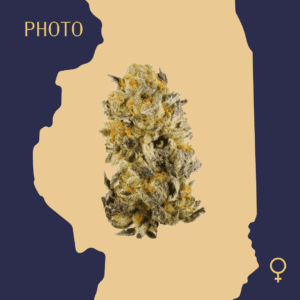 High Quality Feminized Hybrid Photoperiod Platinum Girl Scout Cookies Cannabis Seeds Close Up min