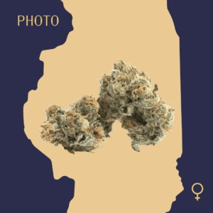 High Quality Feminized Hybrid Photoperiod Purple Diesel Cannabis Seeds Close Up min