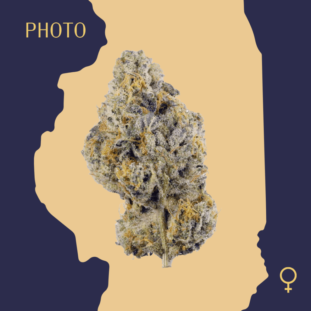 High Quality Feminized Hybrid Photoperiod Wedding Cake Cannabis Seeds Close Up min