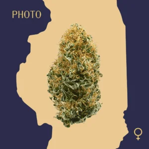 High Quality Feminized Hybrid Photoperiod White Widow Cannabis Seeds Close Up min