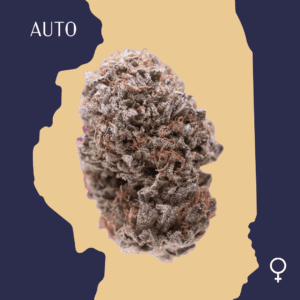 High Quality Feminized Indica Autoflowering Critical Purple Auto Cannabis Seeds Close Up min