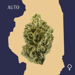 High Quality Feminized Indica Autoflowering OG Kush Auto Cannabis Seeds Close Up min