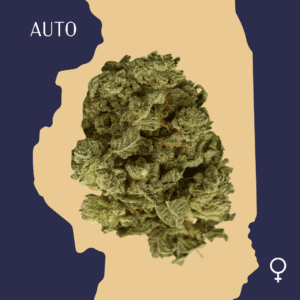 High Quality Feminized Indica Autoflowering Wedding Glue Auto Cannabis Seeds Close Up min