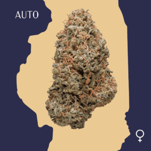 High Quality Feminized Indica Autoflowering White Russian Auto Cannabis Seeds Close Up min