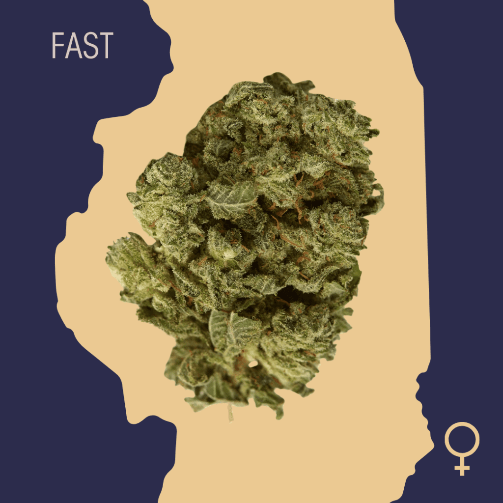 High Quality Feminized Indica Fast flowering Big Bud Fast Version Cannabis Seeds Close Up min