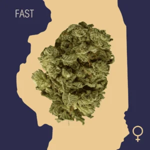 High Quality Feminized Indica Fast flowering Big Bud Fast Version Cannabis Seeds Close Up min