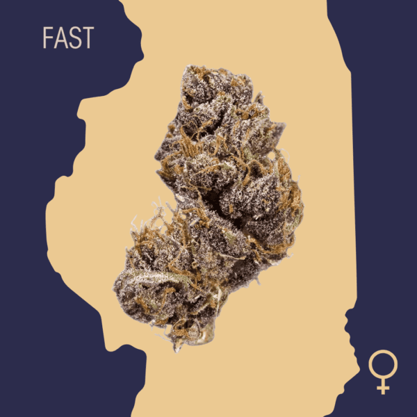 High Quality Feminized Indica Fast flowering Black Domina Fast Version Cannabis Seeds Close Up min