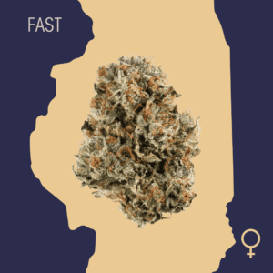High Quality Feminized Indica Fast flowering Blue Cheese Fast Version Cannabis Seeds Close Up min