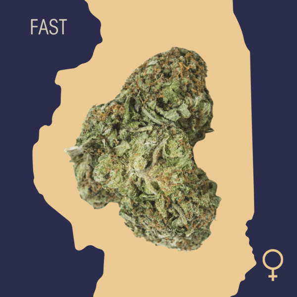 High Quality Feminized Indica Fast flowering Cataract Kush Fast Version Cannabis Seeds Close Up min
