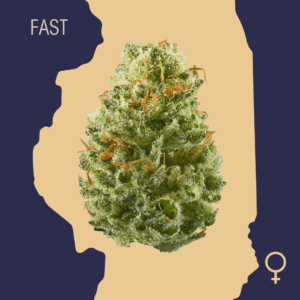 High Quality Feminized Indica Fast flowering Chocolate Chunk Fast Version Cannabis Seeds Close Up min