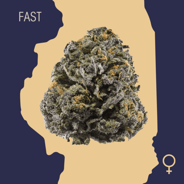 High Quality Feminized Indica Fast flowering Critical Mass Fast Version Cannabis Seeds Close Up min