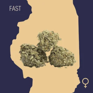 High Quality Feminized Indica Fast flowering God_s Gift Fast-Version Cannabis Seeds Close-Up