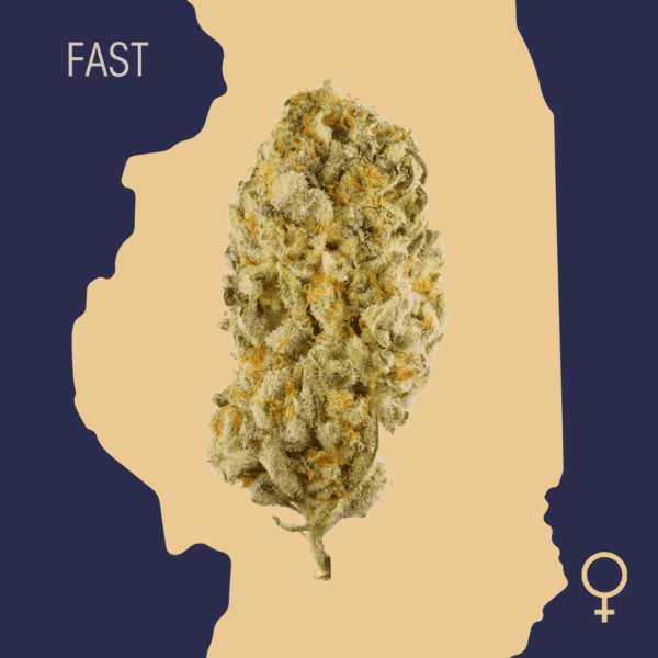 High Quality Feminized Indica Fast flowering Hindu Kush Fast Version Cannabis Seeds Close Up min