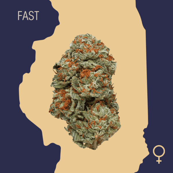 High Quality Feminized Indica Fast flowering LA Confidential Fast Version Cannabis Seeds Close Up min