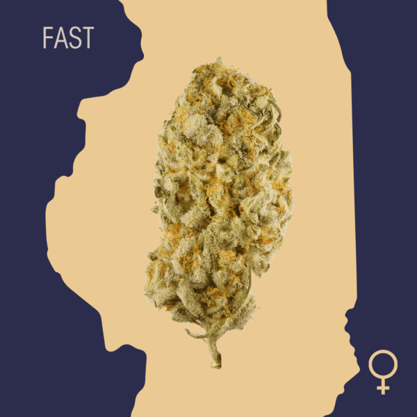 High Quality Feminized Indica Fast flowering Northern Lights x Big Bud Fast Version Cannabis Seeds Close Up min
