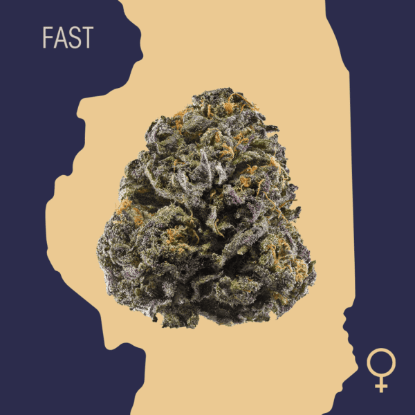 High Quality Feminized Indica Fast flowering Purple Mr. Nice Fast Version Cannabis Seeds Close Up min
