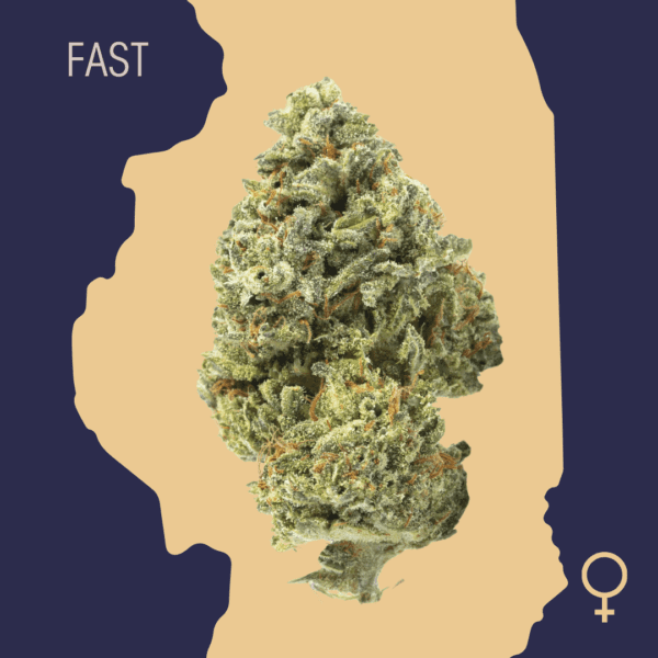 High Quality Feminized Indica Fast flowering Sensi Star Fast Version Cannabis Seeds Close Up min