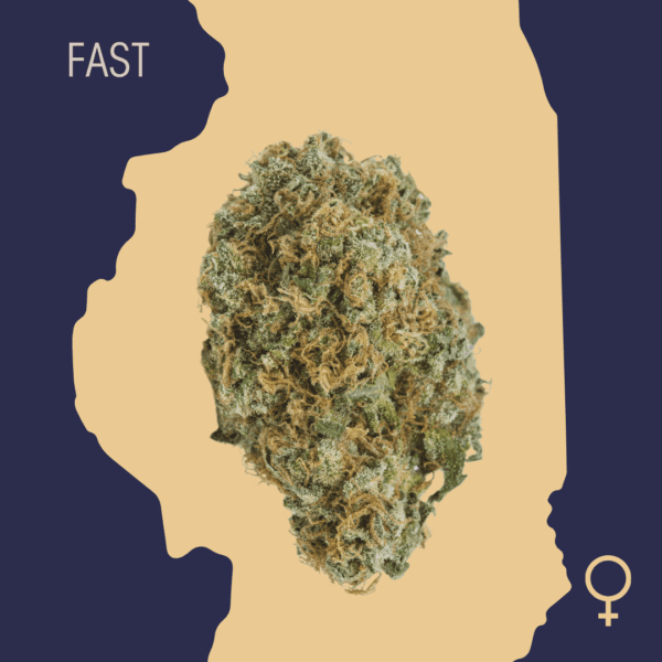 High Quality Feminized Indica Fast flowering Sweet Tooth Fast Version Cannabis Seeds Close Up min