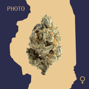 High Quality Feminized Indica Photoperiod Black Widow Cannabis Seeds Close Up min