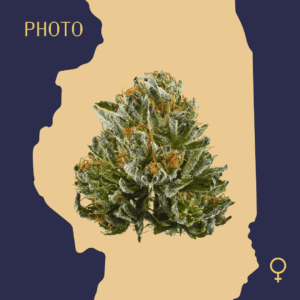 High Quality Feminized Indica Photoperiod Bubba Kush Cannabis Seeds Close Up min