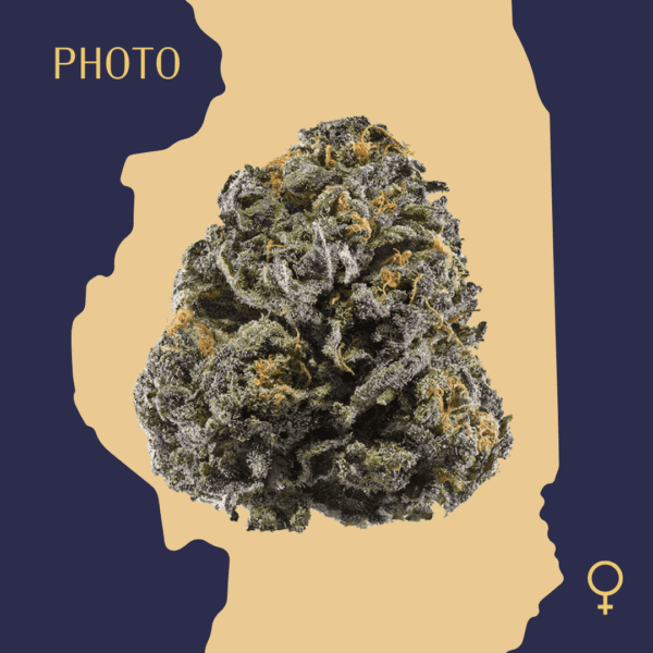 High Quality Feminized Indica Photoperiod Granddaddy Purple Cannabis Seeds Close Up min
