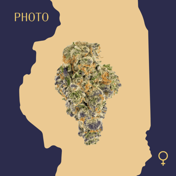 High Quality Feminized Indica Photoperiod LA Confidential Cannabis Seeds Close Up min