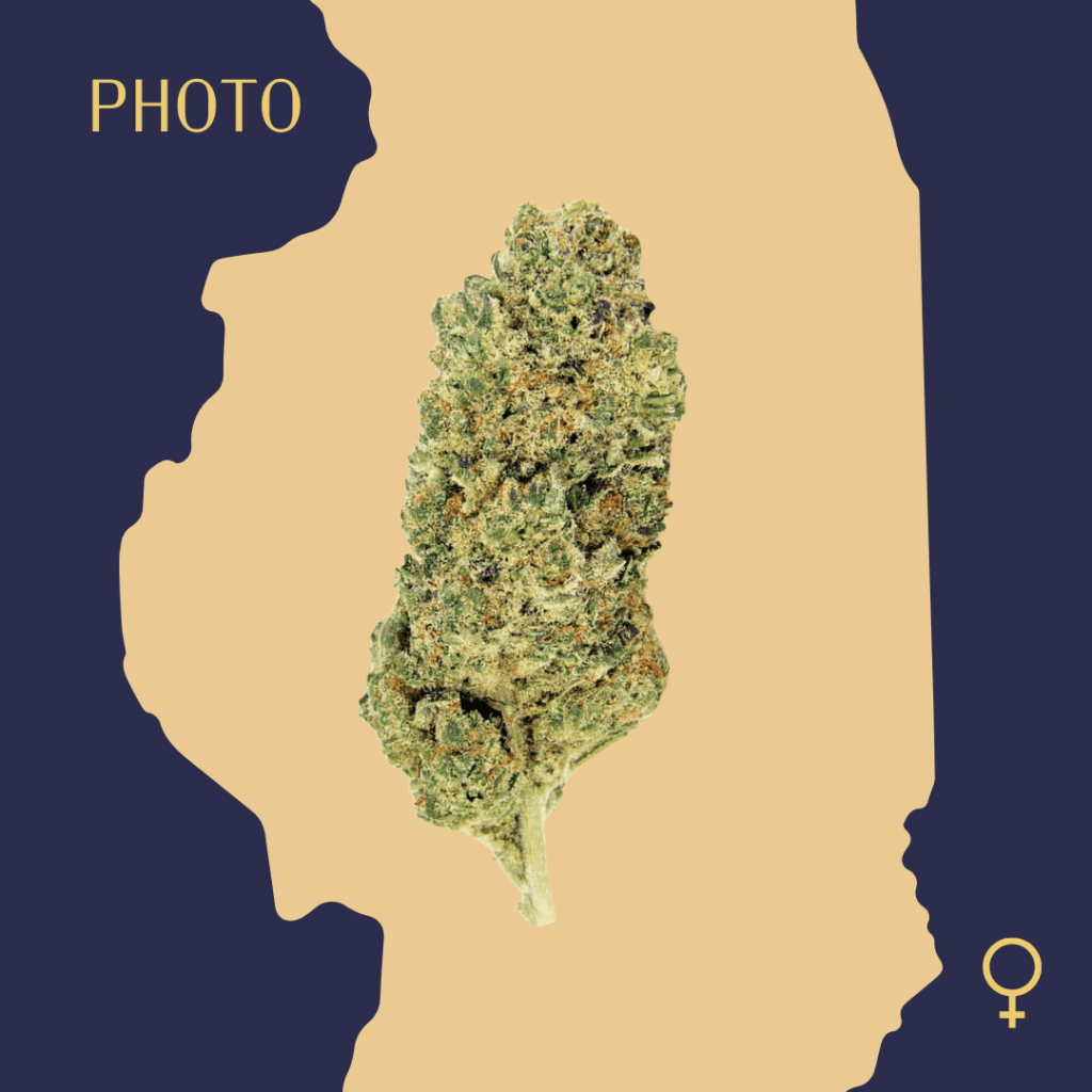 High Quality Feminized Indica Photoperiod Master Kushz Cannabis Seeds Close Up min