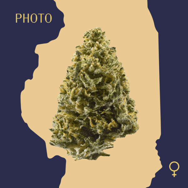 High Quality Feminized Indica Photoperiod Northern Lights Cannabis Seeds Close Up min