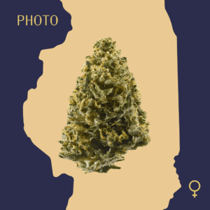 High Quality Feminized Indica Photoperiod Northern Lights Haze Cannabis Seeds Close Up min