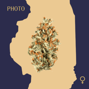 High Quality Feminized Indica Photoperiod Platinum OG Cannabis Seeds Close Up min